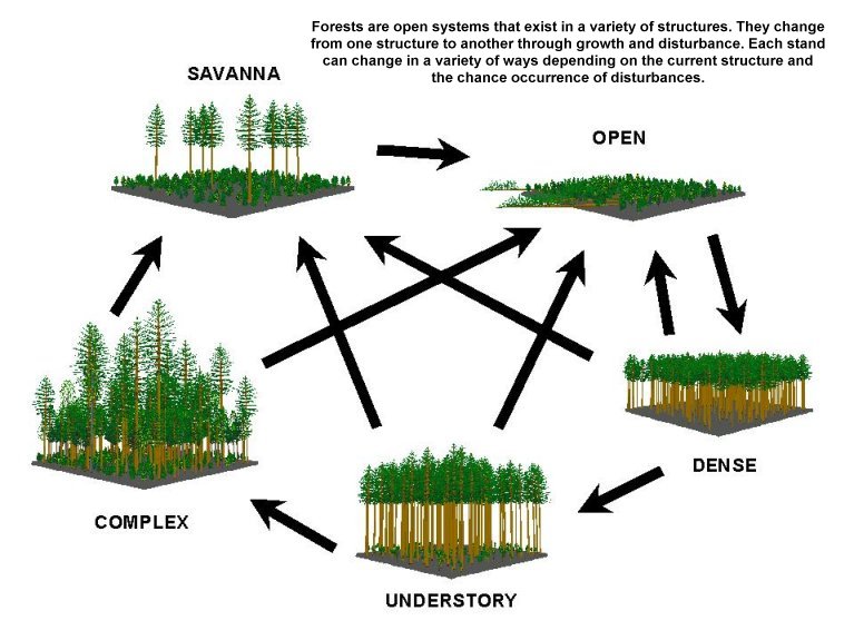 managing forests